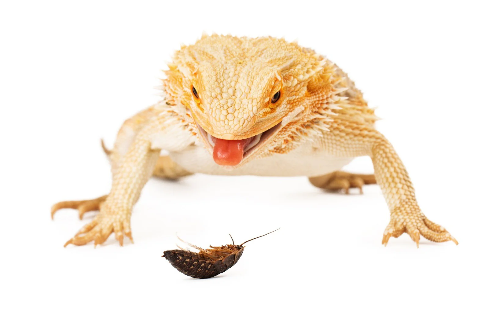 Fuel Your Exotic Pet's Instincts
